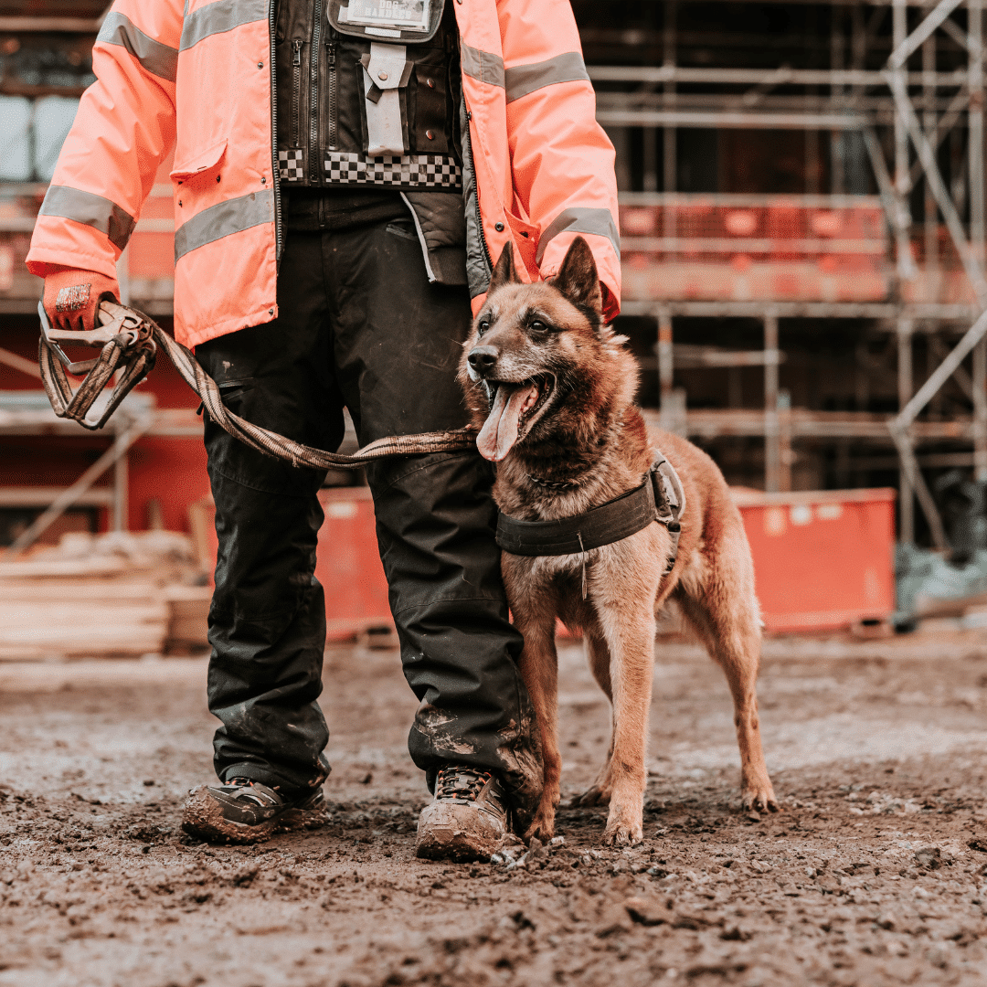 A K9 security dog with its handler from regional security guarding