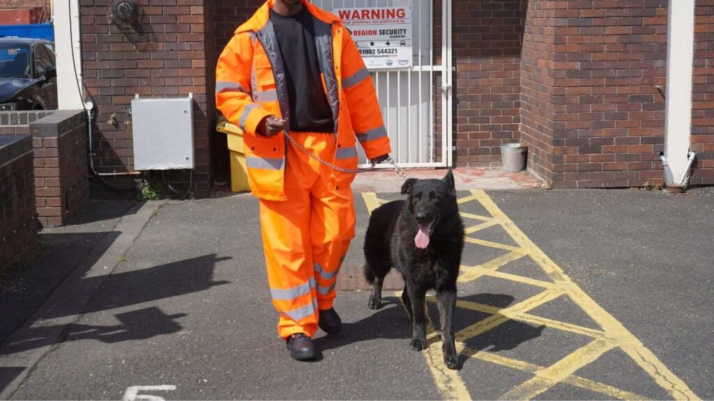 dog protecting