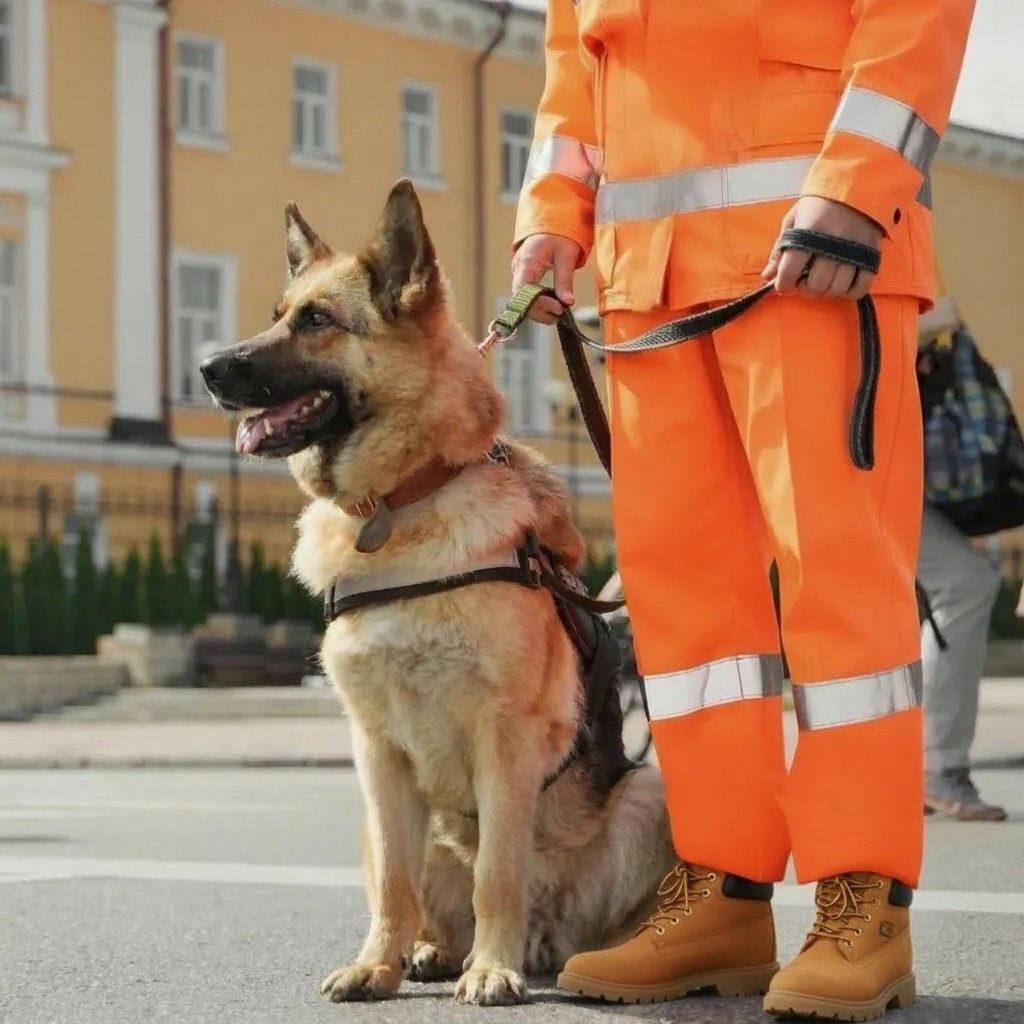 dog security guarding