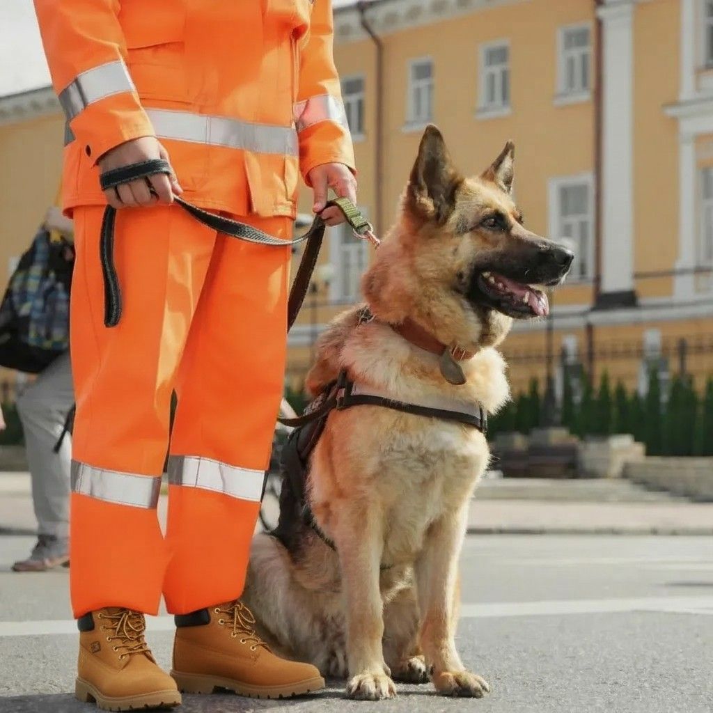 dog security guarding