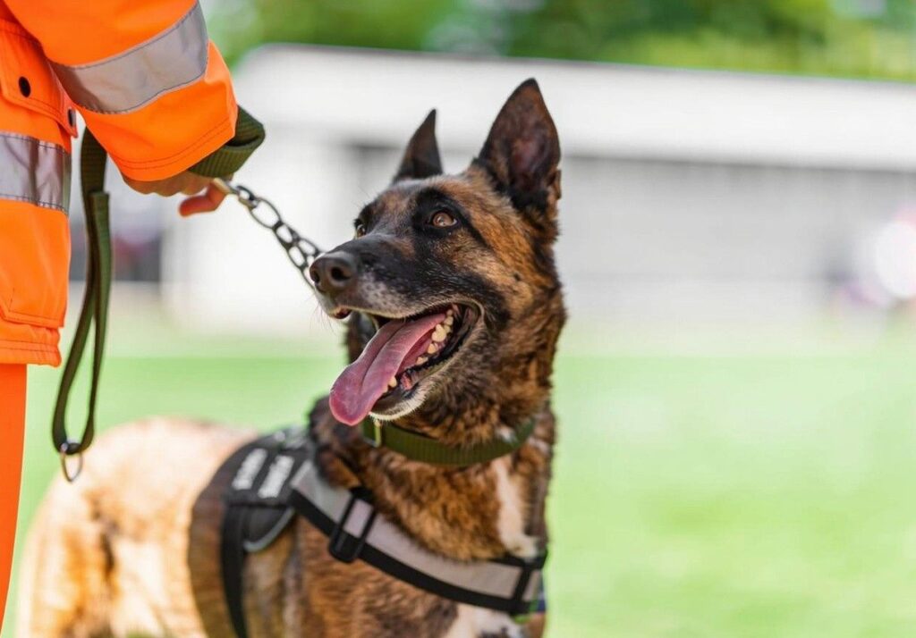 k9 security guarding