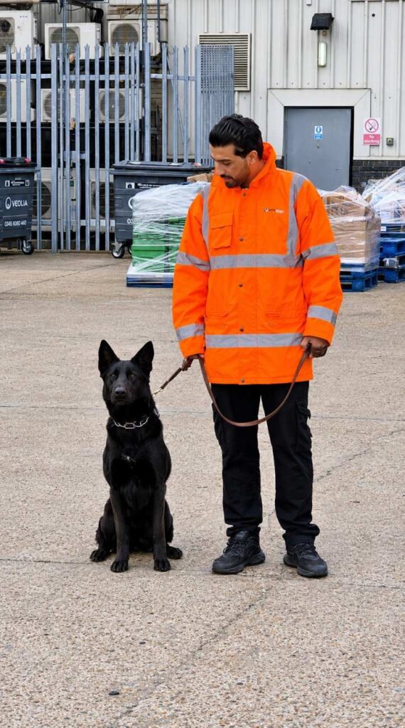 A security dog handler holding the dog when his shift starts for providing security dog services to a client in Birmingham.